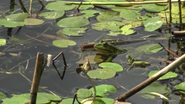 Болотная Лягушка Pelophylax Ridibundus Озере Кугурлуй Украина — стоковое видео