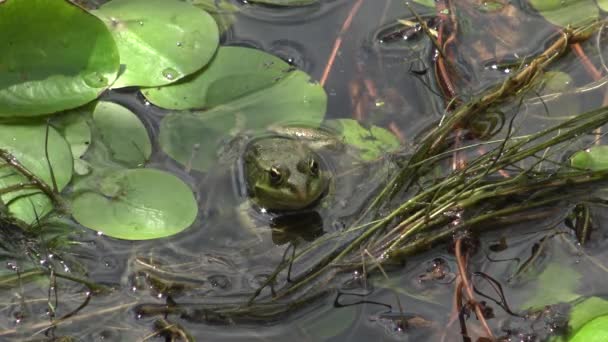 Grenouille Des Marais Pelophylax Ridibundus Dans Lac Kugurluy Ukraine — Video