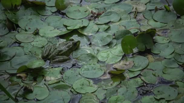 Жаба Озерна Pelophylax Рідібундуси Озері Кугурлуй Україна — стокове відео