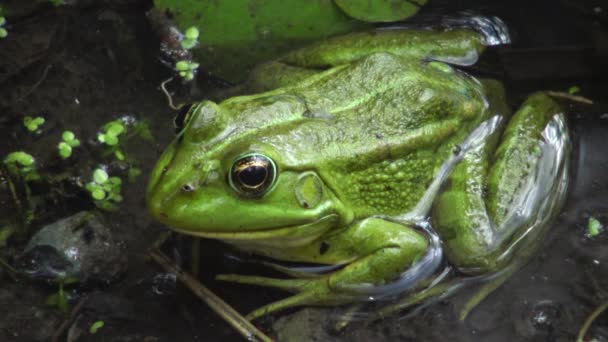 Болотная Лягушка Pelophylax Ridibundus Озере Кугурлуй Украина — стоковое видео