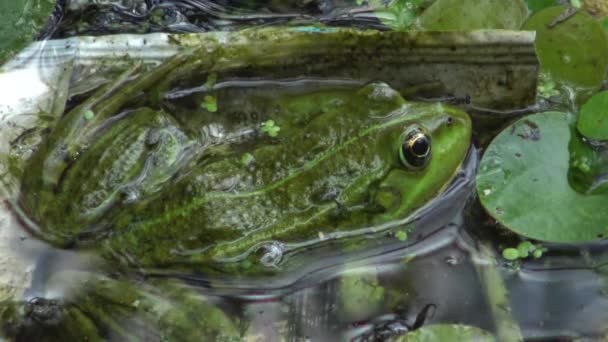 Βάλτος Βάτραχος Pelophylax Ridibundus Στη Λίμνη Kugurluy Ουκρανία — Αρχείο Βίντεο