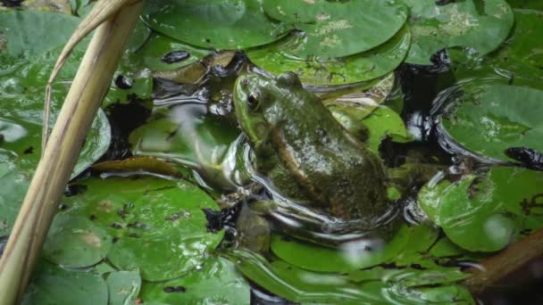 Żaba Śmieszka Pelophylax Ridibundus Jeziorze Kugurluy Ukraina — Wideo stockowe