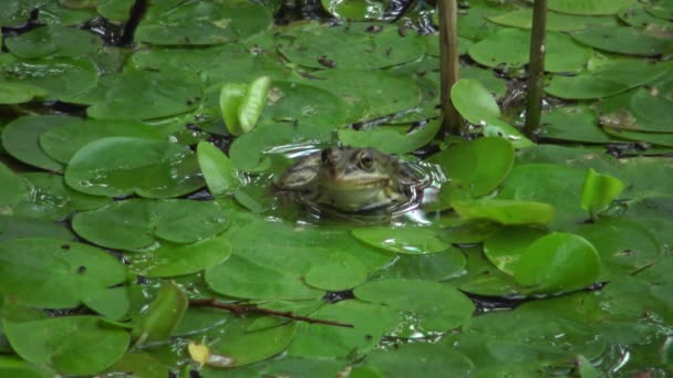乌克兰库古卢伊湖的沼泽蛙 — 图库视频影像