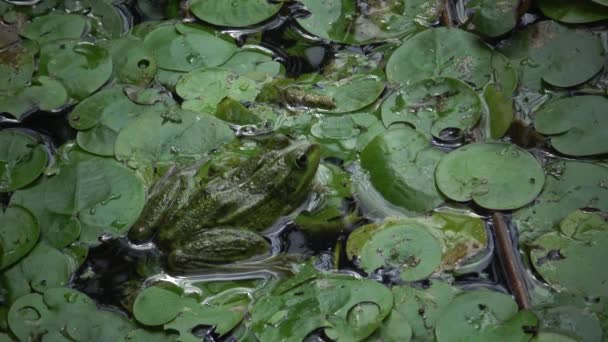 Болотная Лягушка Pelophylax Ridibundus Озере Кугурлуй Украина — стоковое видео