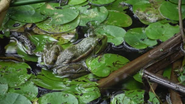 Sapo Pântano Pelophylax Ridibundus Lago Kugurluy Ucrânia — Vídeo de Stock