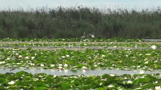 Pelícanos Nido Lago Entre Lirios Agua Algas Lago Kugurluy Ucrania — Vídeo de stock