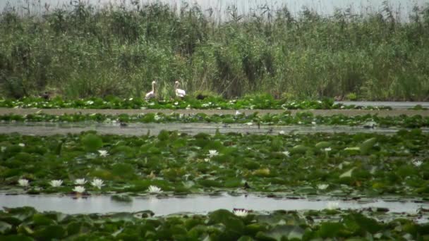 Пелікани Гніздо Озері Серед Водяні Лілії Водоростей Озеро Кугурлуй Україна — стокове відео