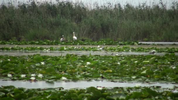 Pélicans Sur Nid Dans Lac Parmi Les Nénuphars Les Algues — Video