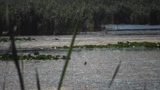 Vodní Ptáci Jezeře Mezi Lekníny Řasy Jezero Kugurluy Ukrajina — Stock video