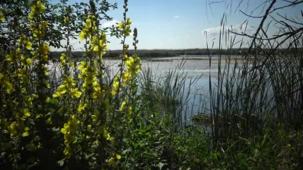 Bellissimo Scenario Fauna Selvatica Sul Lago Kugurluy Ucraina Spessore Ninfee — Video Stock