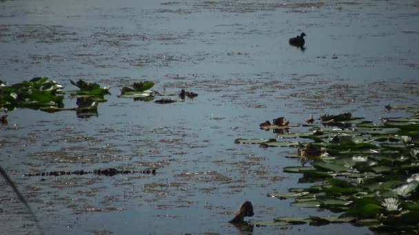 Oiseaux Aquatiques Dans Lac Parmi Les Nénuphars Les Algues Lac — Video