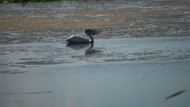 Pélican Nage Dans Lac Parmi Les Nénuphars Les Algues Lac — Video