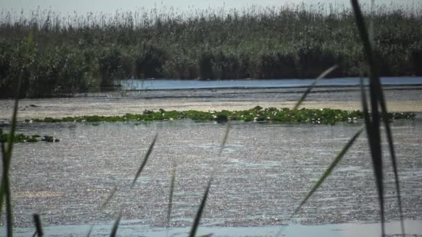 Hermoso Paisaje Vida Silvestre Lago Kugurluy Ucrania Arbustos Nenúfares Cañas — Vídeo de stock