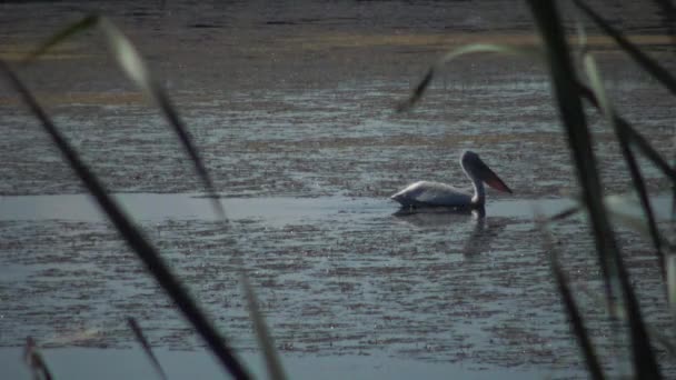 Pelikaan Zwemt Het Meertje Waterlelies Algen Lake Kugurluy Oekraïne — Stockvideo