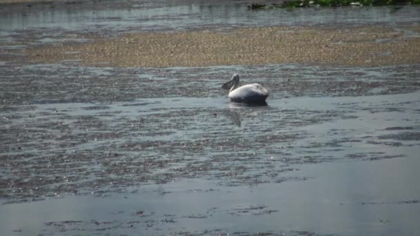 Pelicano Nada Lago Entre Lírios Algas Lago Kugurluy Ucrânia — Vídeo de Stock