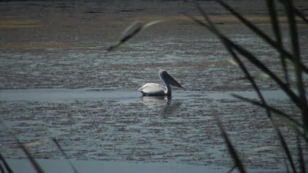 Pelikan Pływa Jeziorze Wśród Lilie Wodne Glonów Jezioro Kugurluy Ukraina — Wideo stockowe
