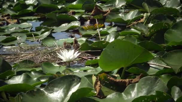 Pisklęta Rybitwy Białej Chlidonias Hybrida Wśród Liści Lilii Wodnych Jeziorze — Wideo stockowe