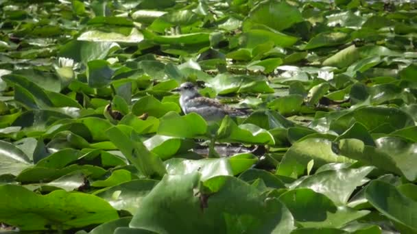 Chicks Whiskered Tern Chlidonias Hybrida Entre Folhas Lírios Água Lago — Vídeo de Stock