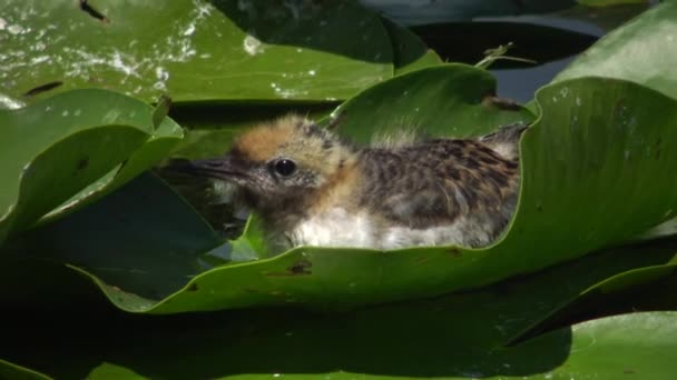 Chicks Whiskered Tern Chlidonias Hybrida Leaves Water Lilies Lake Kugurluy — Stock Video