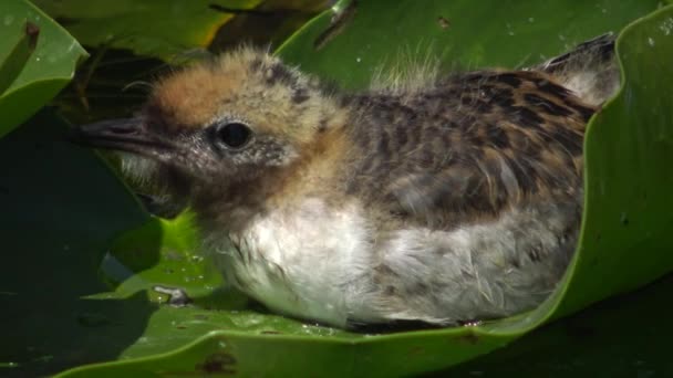 Птенцы Chlidonias Hybrida Chlidonias Hybrida Среди Листьев Водной Лилии Озере — стоковое видео