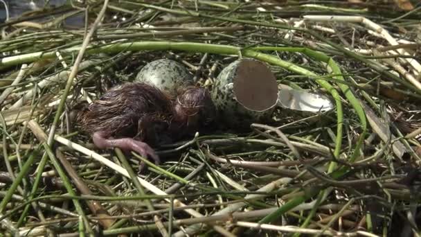 Ninho Pássaros Whiskered Tern Chlidonias Hybrida Entre Folhas Lírio Água — Vídeo de Stock