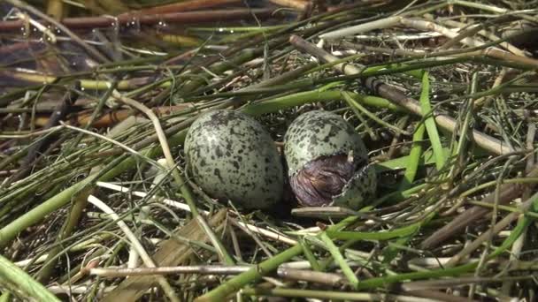 Ninho Pássaros Whiskered Tern Chlidonias Hybrida Entre Folhas Lírio Água — Vídeo de Stock