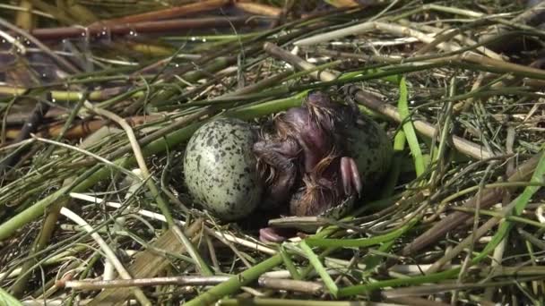 Vogelnest Schnurseeschwalbe Chlidonias Hybrida Zwischen Den Blättern Der Seerose Aus — Stockvideo