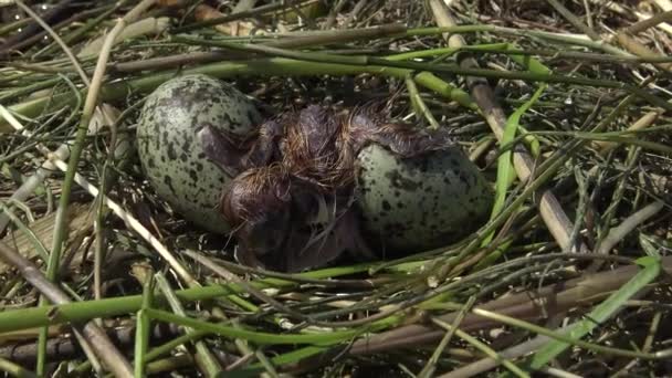 Птичье Гнездо Вишнёвая Крачка Chlidonias Hybrida Среди Листьев Водяной Лилии — стоковое видео