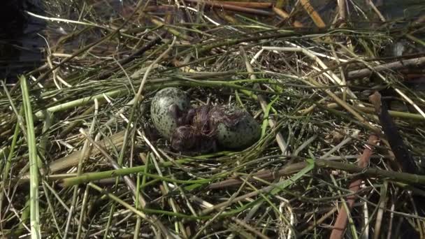 燕窝威士忌燕窝 Chlidonias 之间的水百合的叶子 从蛋孵化了小鸡 Kugurluy 乌克兰 — 图库视频影像