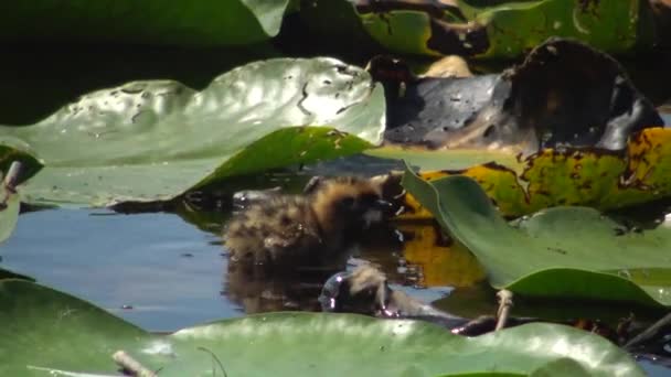Vogelnest Schnurseeschwalbe Chlidonias Hybrida Zwischen Den Blättern Der Seerose Aus — Stockvideo