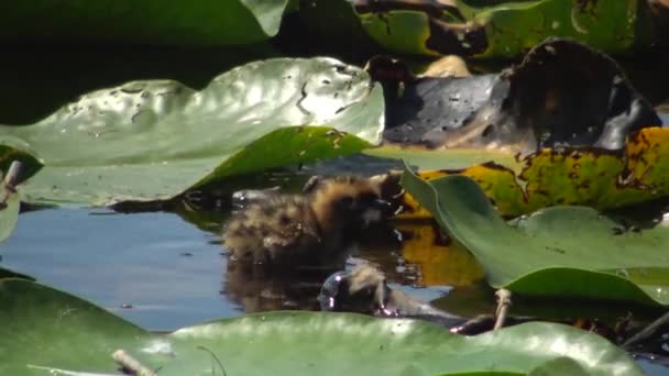 Ptačí Hnízdo Rybák Bahenní Chlidonias Hybrida Mezi Listy Leknínu Vejce — Stock video