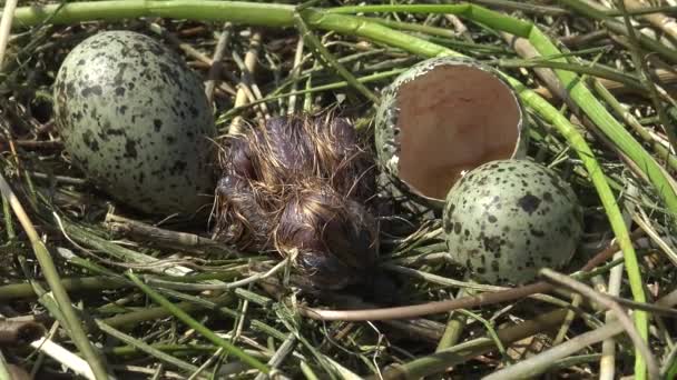 Vogelnest Schnurseeschwalbe Chlidonias Hybrida Zwischen Den Blättern Der Seerose Aus — Stockvideo