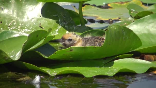 Kuikens Snorharen Stern Chlidonias Hybrida Tussen Bladeren Van Waterlelies Lake — Stockvideo