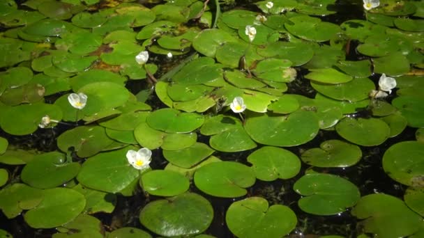 Hydrocharis Morsus Ranae Frogbit Цветущее Растение Животный Мир Озера Кугурлуй — стоковое видео