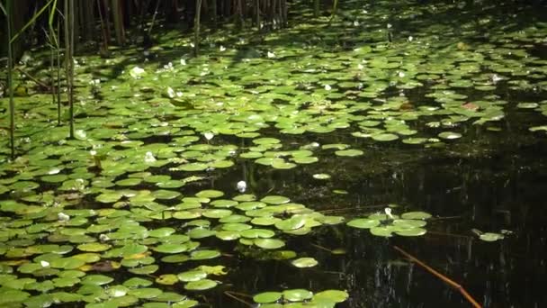 Hydrocharis Morsus Ranae Rana Una Planta Con Flores Hermoso Paisaje — Vídeos de Stock