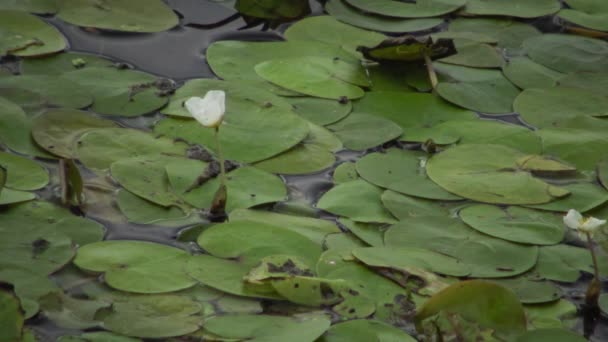 Hydrocharis Morsus Frogbit の草花です Kugurluy ウクライナに野生動物の美しい風景 — ストック動画