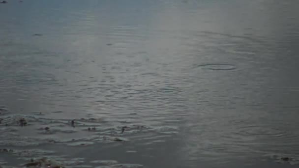 Pequenos Peixes Brincam Água Lago Círculos Divergem Longo Água Lago — Vídeo de Stock