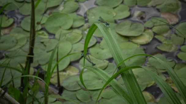 Las Libélulas Sientan Las Hojas Las Plantas Acuáticas Lago Kugurluy — Vídeos de Stock