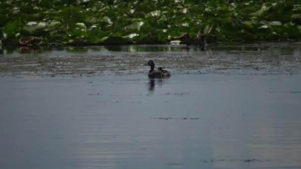Duck Black Necked Grebe Podiceps Nigricollis Ducklings Floats Lake Male — Stock Video