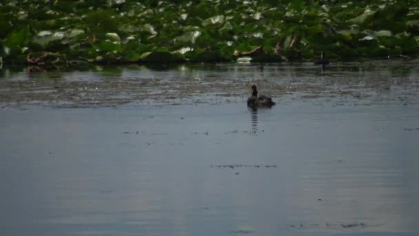 乌克兰库古卢里湖 一只鸭子黑颈的油条 Podiceps 有鸭子漂浮在湖中 雄性潜水和捕鱼 喂小鸭 — 图库视频影像