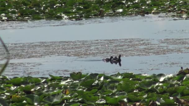 Pato Pescoço Preto Grebe Podiceps Nigricollis Com Patinhos Flutua Lago — Vídeo de Stock