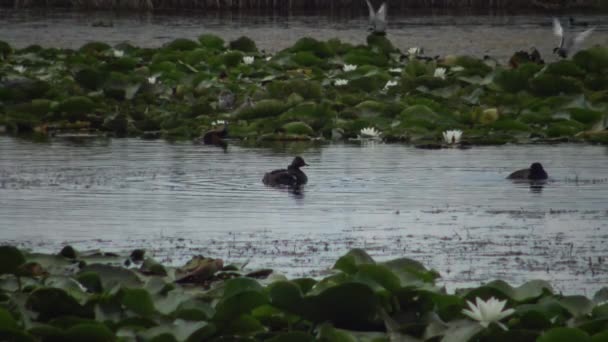 Kachna Potápka Černokrká Podiceps Černokrké Ducklings Plave Jezeře Muž Ponory — Stock video