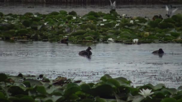 乌克兰库古卢里湖 一只鸭子黑颈的油条 Podiceps 有鸭子漂浮在湖中 雄性潜水和捕鱼 喂小鸭 — 图库视频影像