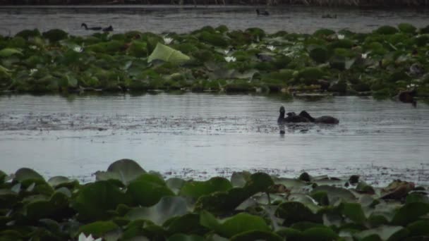 乌克兰库古卢里湖 一只鸭子黑颈的油条 Podiceps 有鸭子漂浮在湖中 雄性潜水和捕鱼 喂小鸭 — 图库视频影像