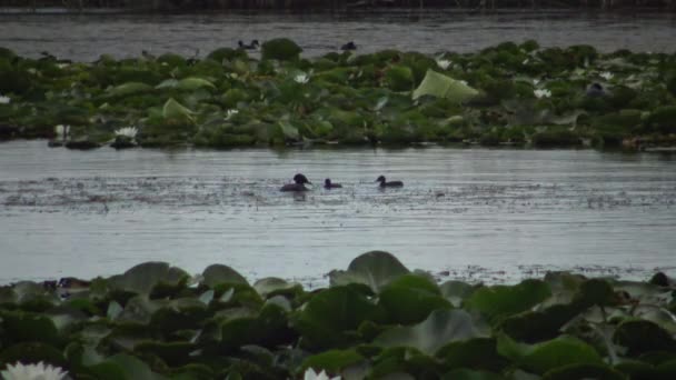 Μια Πάπια Σμυρισμενο Μαύρο Grebe Podiceps Nigricollis Παπάκια Επιπλέει Μέσα — Αρχείο Βίντεο