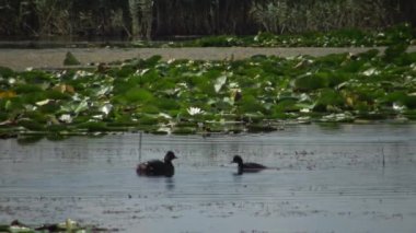 Bir ördek kara boyunlu batağan (Podiceps nigricollis) ördek yavrusu ile gölde yüzen, bir erkek dalış ve balık ve beslemeleri ördek yavrusu, Lake Kugurluy, Ukrayna yakalar