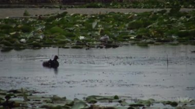 Bir ördek kara boyunlu batağan (Podiceps nigricollis) ördek yavrusu ile gölde yüzen, bir erkek dalış ve balık ve beslemeleri ördek yavrusu, Lake Kugurluy, Ukrayna yakalar