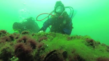 Dalgıçlar düşünün Karadeniz yuva gri wrasse (Symphodus cinereus) balık. Sualtı video. Karadeniz