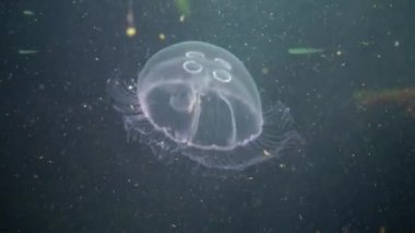 Karadeniz fauna. Aurelia aurita (ay jöle, ay denizanası, ortak denizanası veya daire jöle) cins Aurelia yaygın olarak çalışılmış bir türüdür. Odessa Bay, Mart 2017.