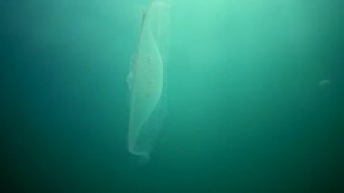 Aurelia aurita (ay jöle, ay denizanası, ortak denizanası veya daire jöle). Su sütunu içinde yüzen bir denizanası. Karadeniz